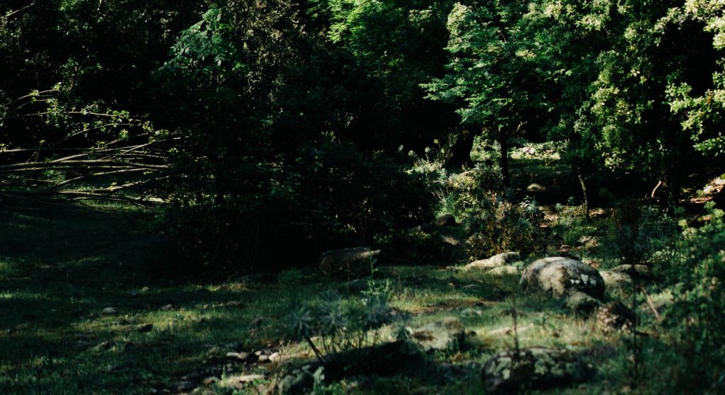 Forêt des Pyrénées, inspiration naturelle des carillons Koshi
